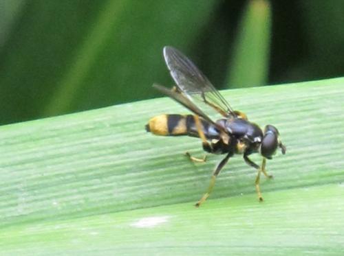 Xylota sylvarum