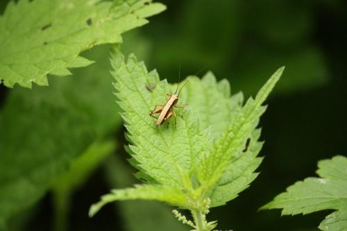 Pholidoptera griseoaptera
