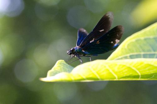Calopteryx virgo