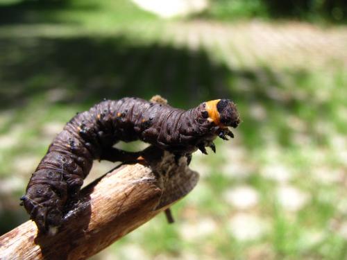 Nychiodes sp.