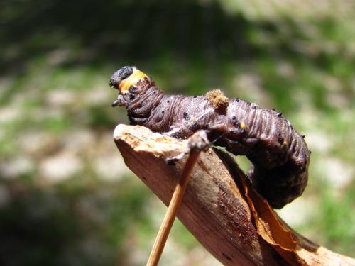Nychiodes sp.