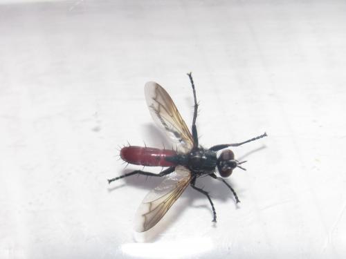 Cylindromyia bicolor