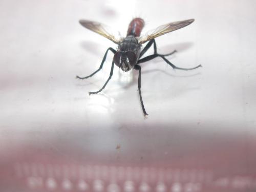 Cylindromyia bicolor