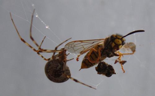 Parasteatoda tepidariorum