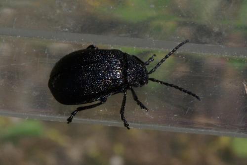Galeruca tanaceti