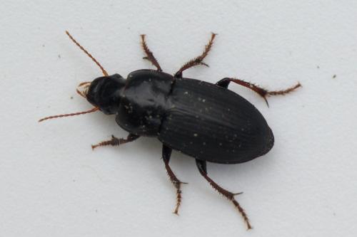 Harpalus tardus