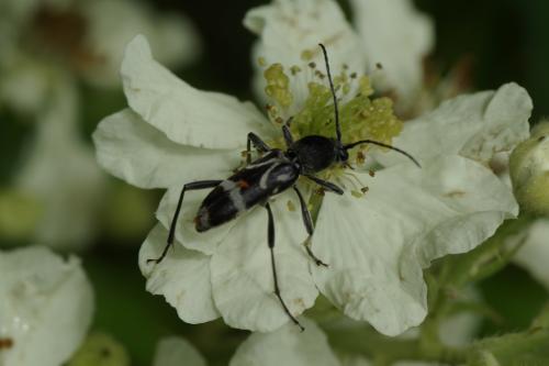 Réf. 87 125 : Chlorophorus figuratus