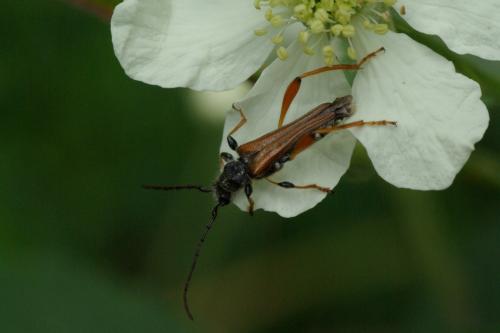 Stenopterus rufus