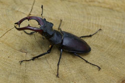 Réf. 87 207 : Lucanus cervus