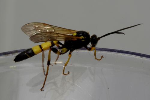 Réf. 87 161 : Ichneumon xanthorius
