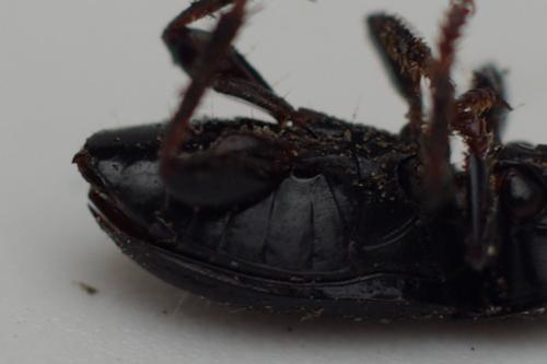 Harpalus tardus