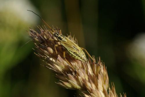 Leptopterna dolabrata