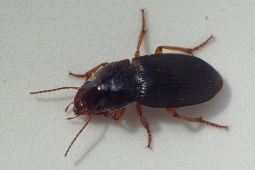 Harpalus atratus