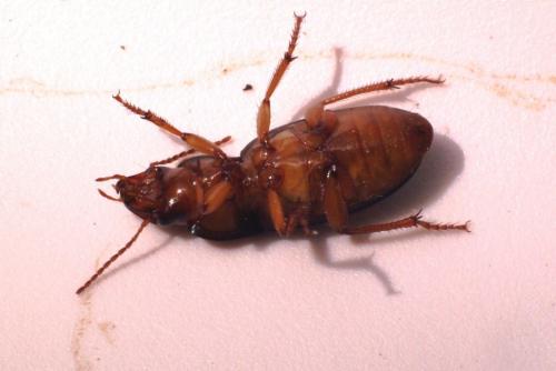 Harpalus atratus