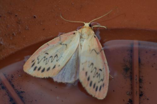 Réf. 87 255 : Miltochrista miniata