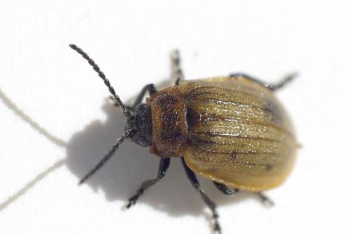 Réf. 87 372 : Galeruca pomonae