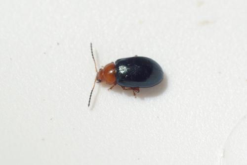 Réf. 87 327 : Podagrica fuscicornis