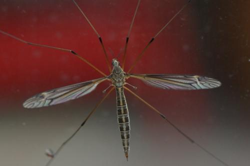 Réf. 87 593 : Tipula sp.