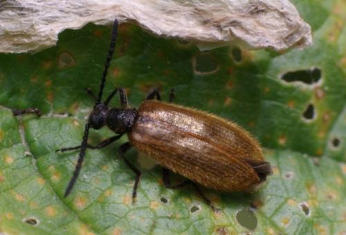 Réf. 87 483 : Lagria hirta