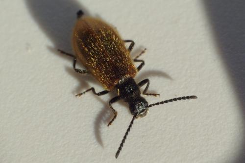 Lagria hirta