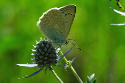 Réf. 87 613 : Polyommatus daphnis