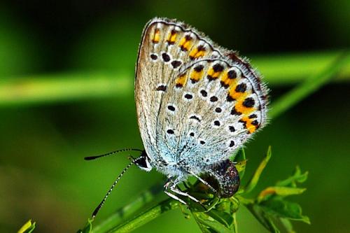 Réf. 87 695 : Plebejus argyrognomon