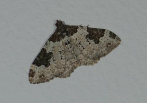 Xanthorhoe fluctuata