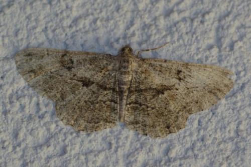 Réf. 87 837 : Peribatodes rhomboidaria