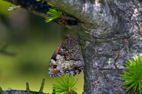 Hipparchia sp.