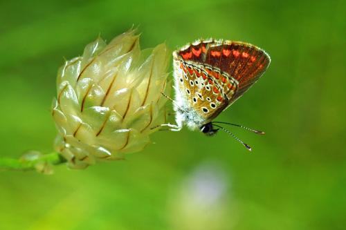 Réf. 87 853 : Aricia agestis