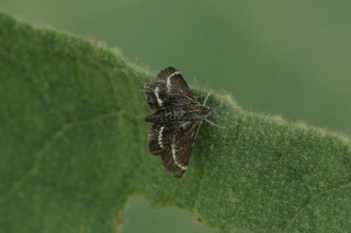 Atralata albofascialis