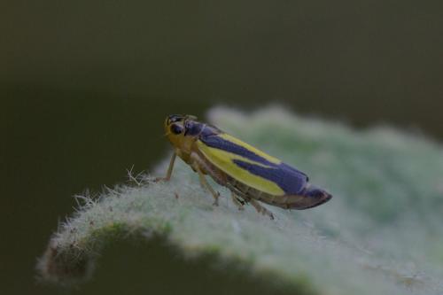 Evacanthus interruptus