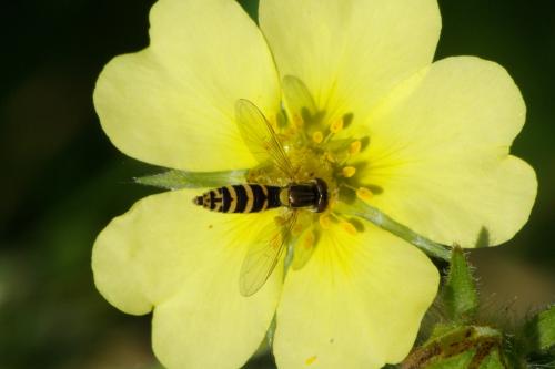 Sphaerophoria sp.