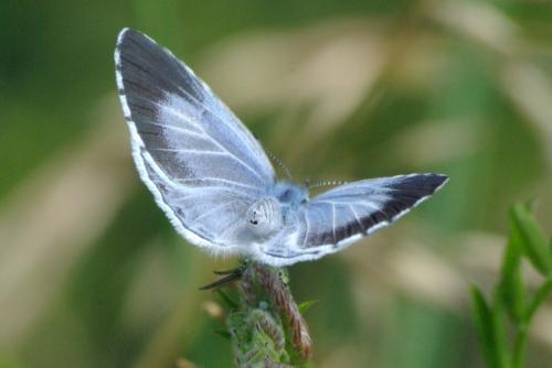 Celastrina argiolus