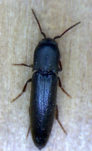 Réf. 87 323 : Nematodes filum
