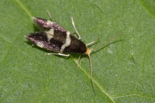 Incurvaria praelatella