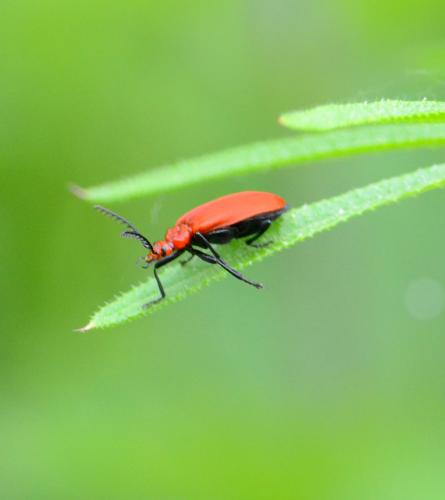 Pyrochroa serraticornis
