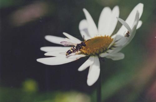 Cerceris rybyensis