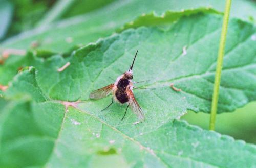 Bombylius sp.