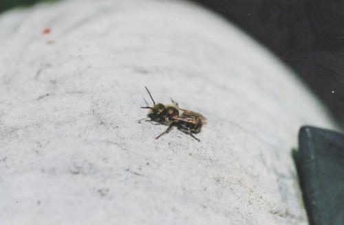 Osmia sp.