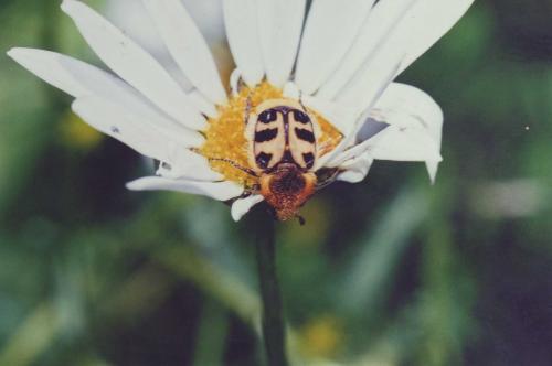 Trichius sp.