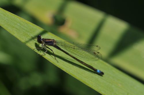 Ischnura elegans