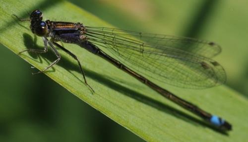 Ischnura elegans