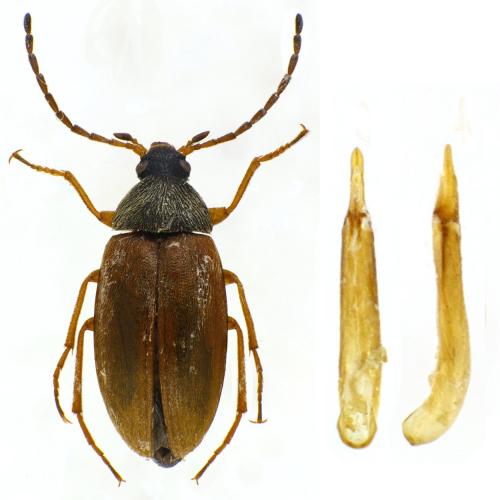 Isomira testacea