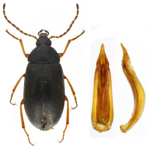 Isomira icteropa