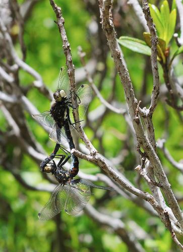 Leucorrhinia dubia