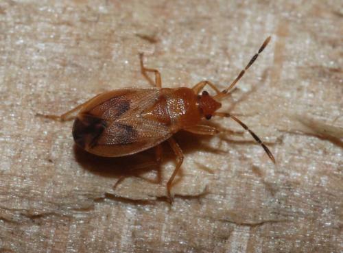 Drymus brunneus