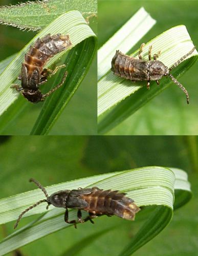 Réf. 87 298 : Phosphaenus hemipterus