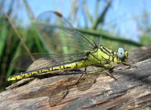 Réf. 87 727 : Gomphus simillimus