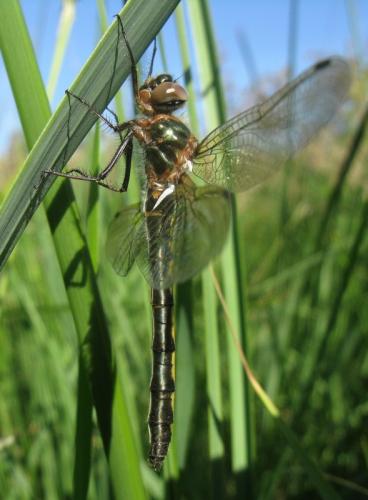Oxygastra curtisii